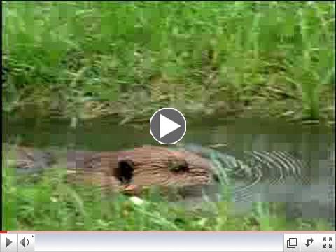 Fooled by Nature - Beaver Dams