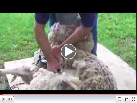 Sheep Shearer, Andy Rice, Visits ANDRUS