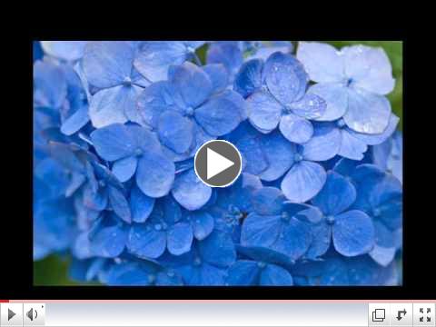 American Hydrangea Society Garden Tour by Hazel Berger