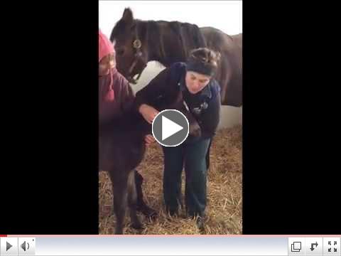 Genesee Valley Equine Clinic Foals First Exam with Amy Leibeck, DVM