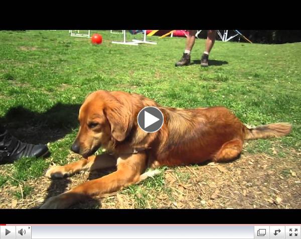 Meet Cody, our May 2013 Adopt a Golden Atlanta Orphan of the Month