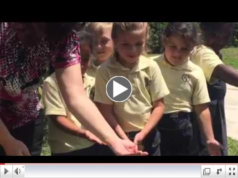 Watch as the butterflies are released from Mrs. Smith's class