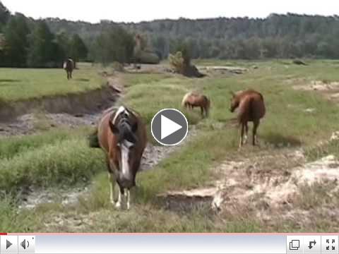 From These Hills by Templeton Thompson featuring the horses of Proud Spirit Horse Sanctuary