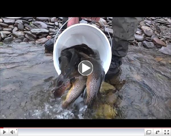 The Beginning of Stocking  April 22, 2015 Pine Creek at Slate Run
