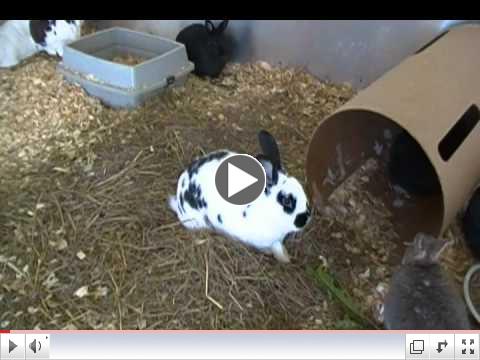 CUTE Bunnies at Critter Camp's Bunny Haven want you to VOTE!