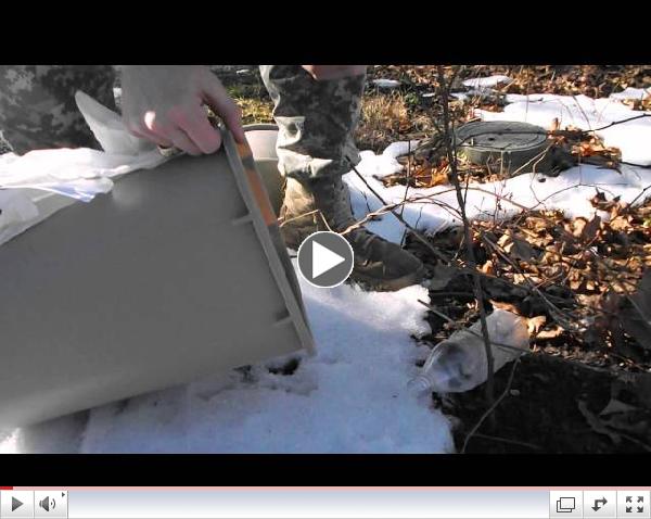 Hawk snatches released mouse