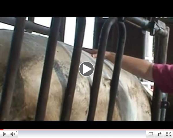Body Condition Scoring Beef Cattle