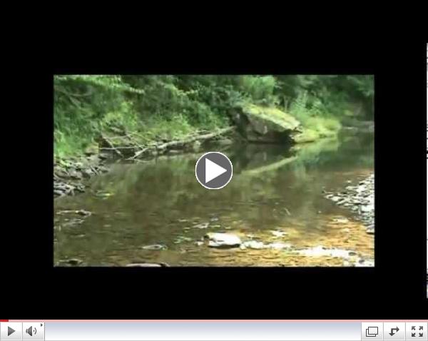 Oak Tree Pool - Slate Run