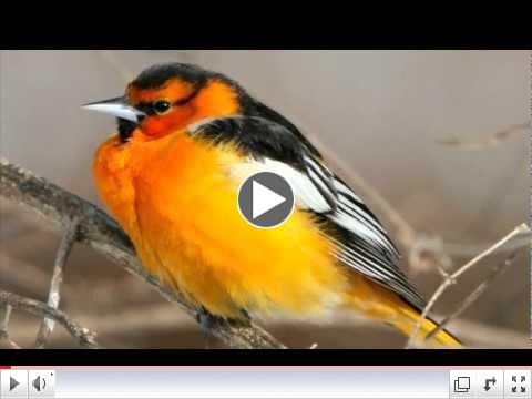News From Wild Birds Unlimited