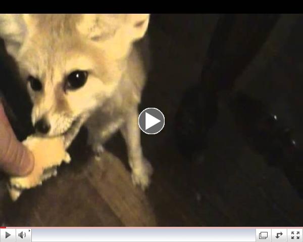 Quiggly the fennec fox carboloading