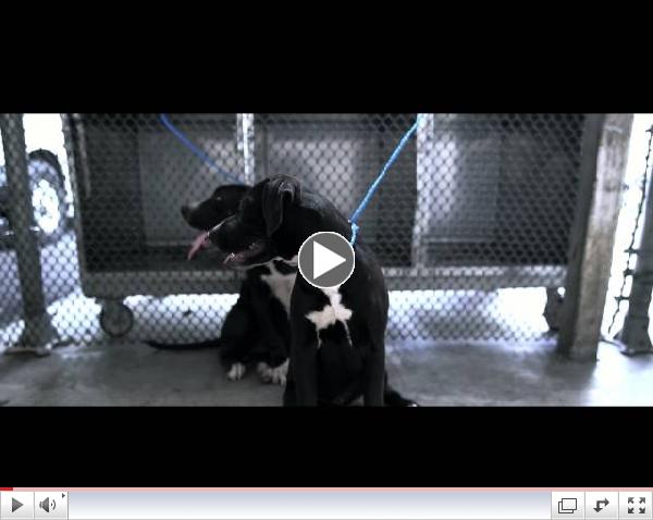 Watch the trailer of THE HOLDERS by Carla Forte