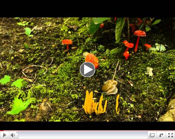 Fungi of the Smokies