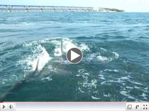 Hammerhead Shark Attacks Tarpon (6/6/11) Capt. Chris Johnson SeaSquared Charters Florida Keys