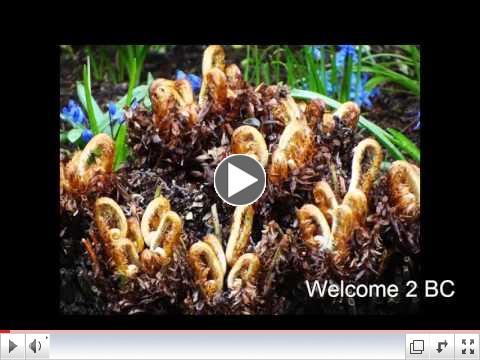 A COMPILATION OF SONGS ABOUT GARDENS