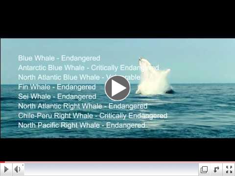 Save the Whales