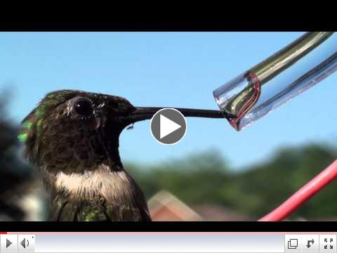 Hummingbird's Forked Tongue