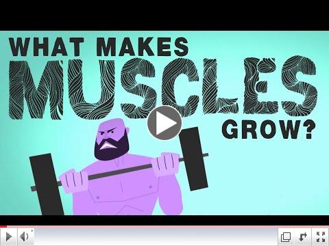 What Makes Muscles Grow?