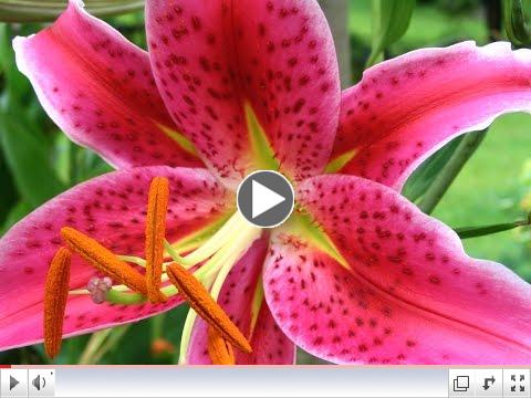 Celebrate spring with these flowers blooming in time-lapse