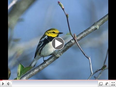 Millions of songbirds in danger
