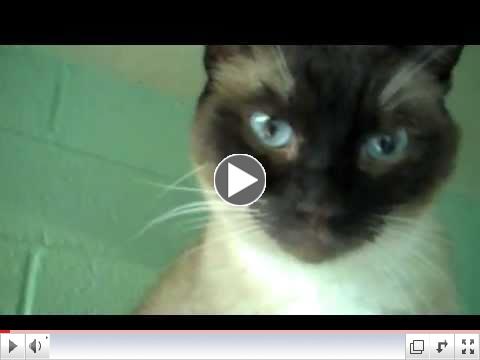 Cats from all parts of the Siamese Kingdom lurk at the HSOY.