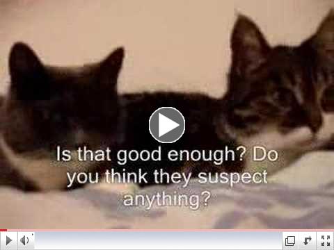 Cat Talking (Their Diabolical Plan!)