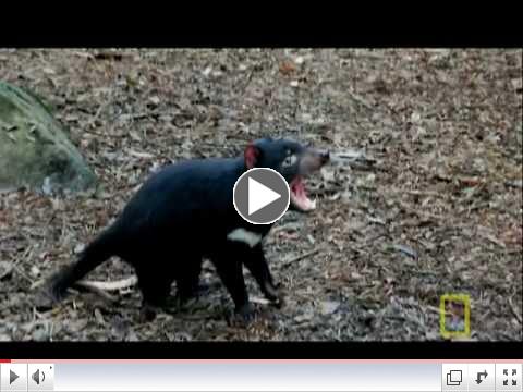 Bite of the Tasmanian Devil