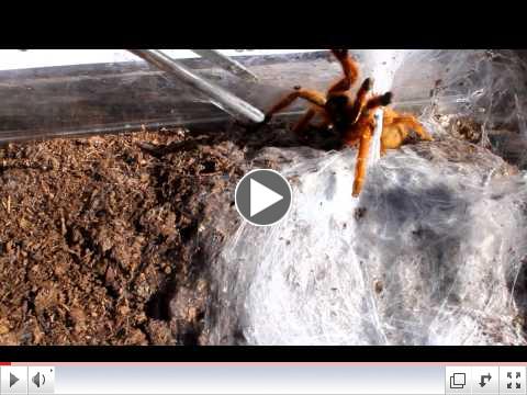 Starburst Baboon Taranula/OBT