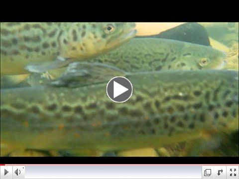 Fish And Boat Commission Stocking Pine at Slate Run Oct. 1, 2014