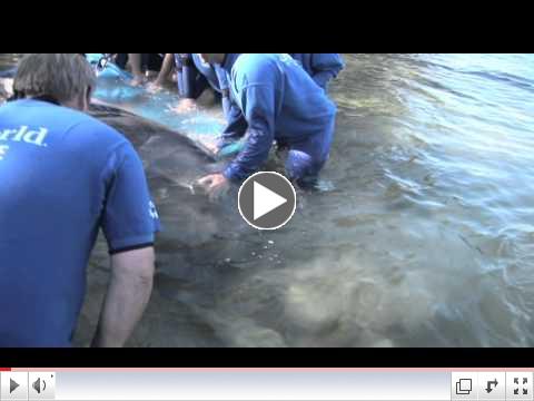 Sea to Shore Alliance Tags and Releases Two Endangered Florida Manatees