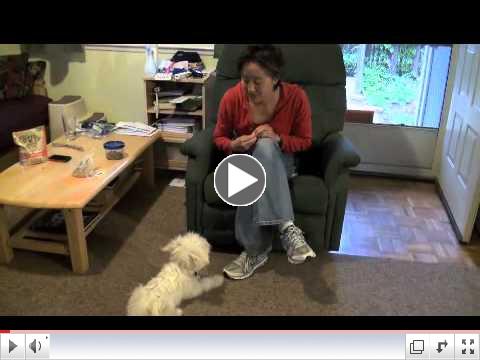 Teaching a Dog to Sit Politely Rather than Jump | drsophiayin.com