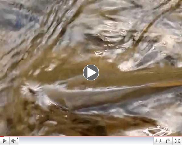 Grayling Fishing Below The Arctic Circle