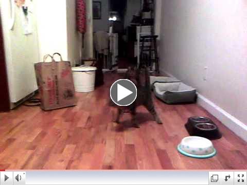 Neville and Bean_ CH Kittehs.mp4