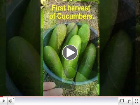 Green Thumb at 60 - Video #10 - 60 Day Garden Update