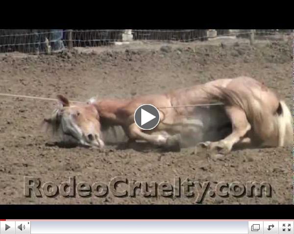 Rodeo Horses Roped, Tripped, Slammed, Severely Abused