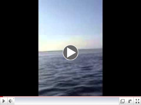 Deadman Bay Tarpon video