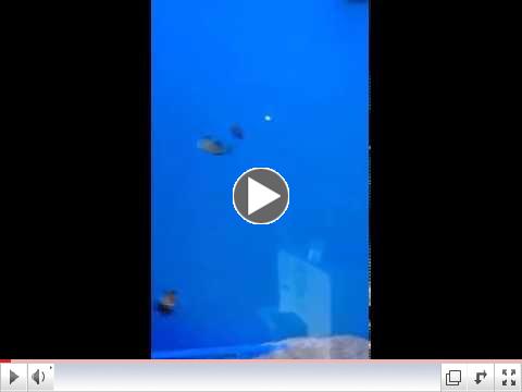 CLICK HERE FOR LATEST FISH VIDEO