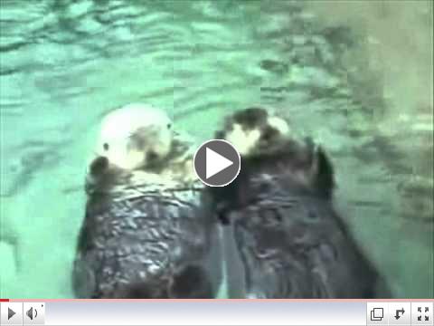 Sea otters in love