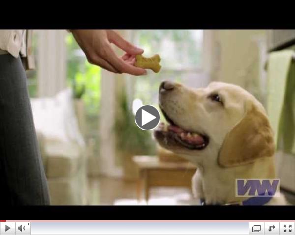 The Silent Epidemic In Our Pets - Obesity!