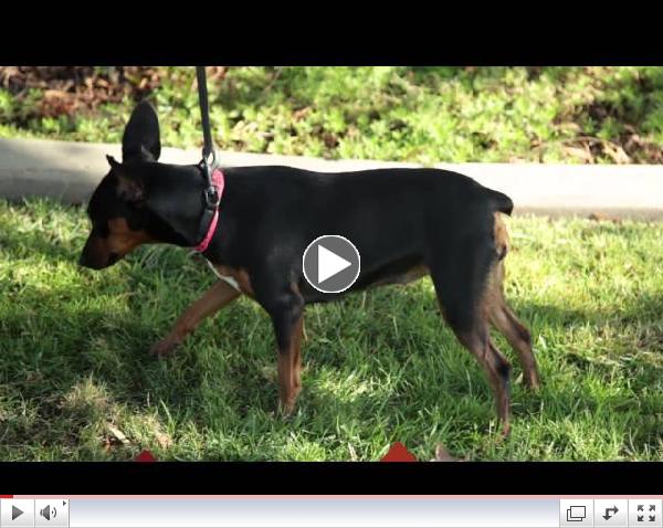 Click to Watch Pets of the Week #27 Holly & Snickers