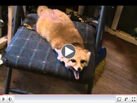 Mister Quiggly the fennec fox pooped on the chair!