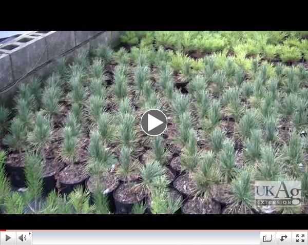 Ornamental Grafting - The Side Veneer Graft