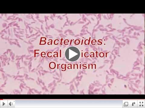 Bacteroides: Fecal Indicators