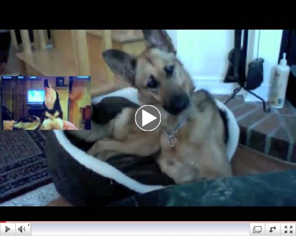 German Shepherd Confused by Talking Husky