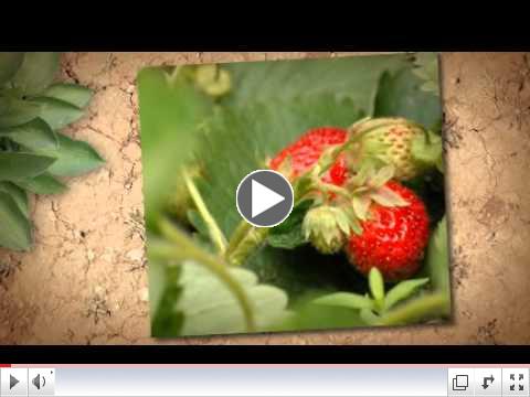 Easy Raised Garden Beds