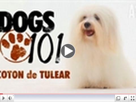 Dogs 101 - Coton de Tulear