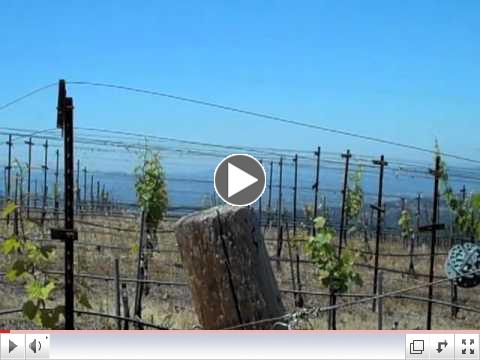 Plumb Ridge mountain top vineyard
