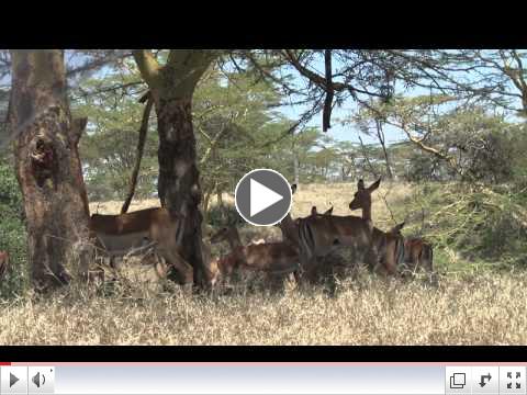 Portraits of the Planet Trailer: The Soysambu Legacy-Art and Conservation in Africa's Rift Valley