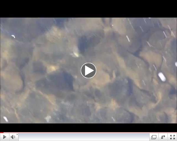 One Brown Trout Feeding below Slate Run Bridge