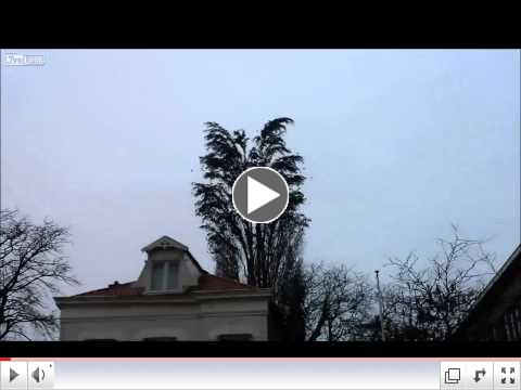 LiveLeak - Group of Birds Fly Simultaneously Away