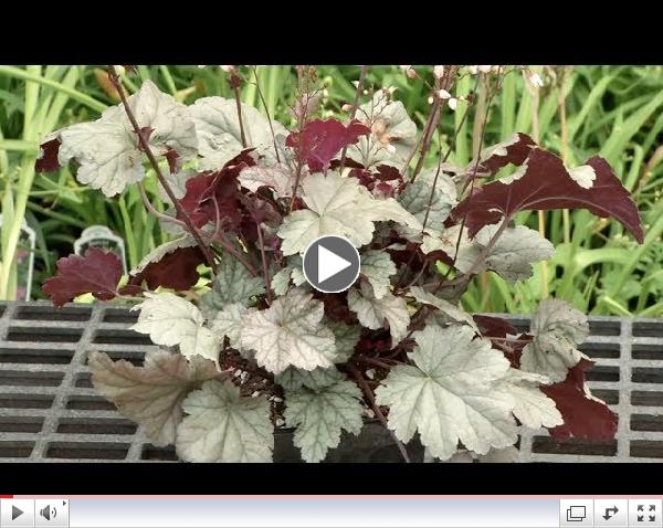 Prairie Yard & Garden: Can You Say Heuchera?
